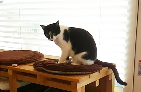 のらねこの不妊手術